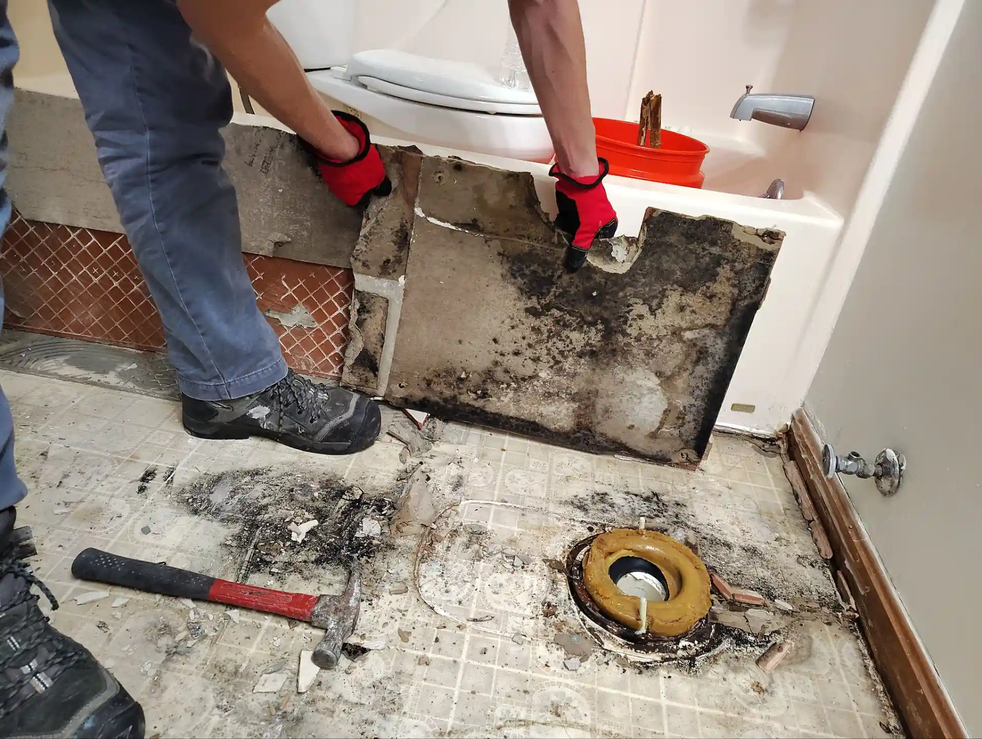 Mold Removal and Remediation
